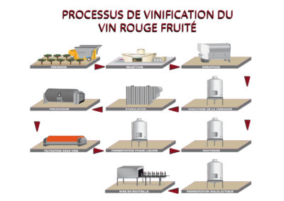 Shéma de vinification vin rouge fruité Vignobles de carsac