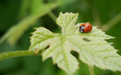 Une démarche Haute Valeur Environnementale pour 2020